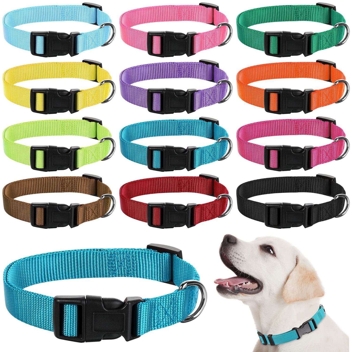 dog collar
